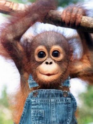 Baby Monkey.jpg